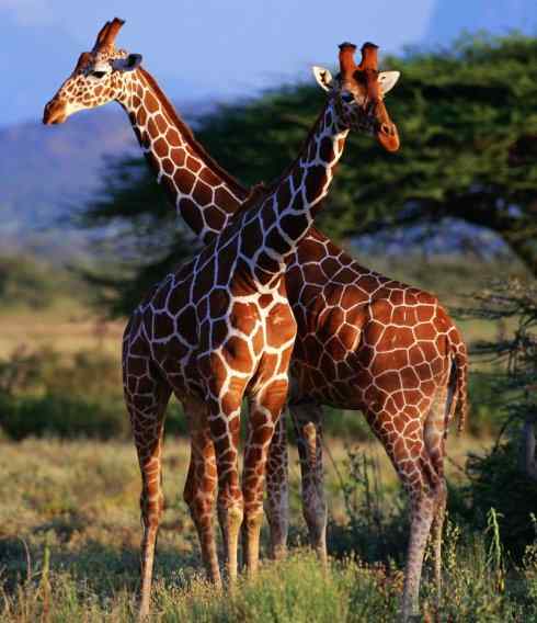 麒麟：传说的兽原型探秘（长颈鹿）