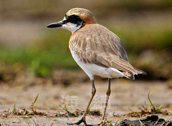 世界著名鸟类——水鸟