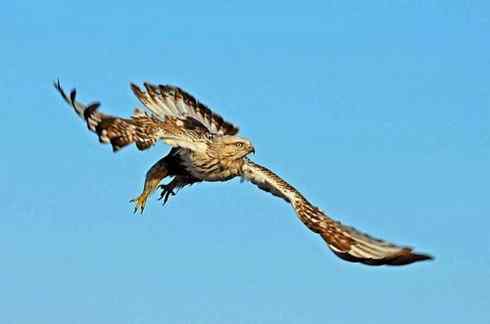 遨游天空 毛脚狂奔放飞翔