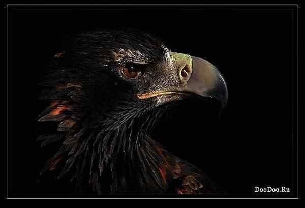 动物世界图片(下) 动物世界图片(下)