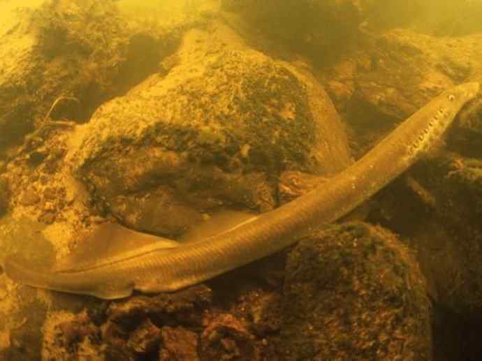 鱼类活化石：七鳃鳗