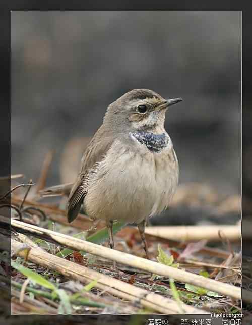[组图]尼泊尔鸟类奇旺国家公园