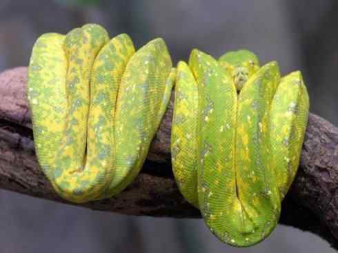 龙:传说的兽原型探秘(树蟒类) 龙:传说的兽原型探秘(树蟒类)