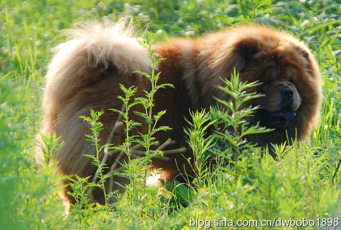 鸟友同游怀沙河 鸟友同游怀沙河