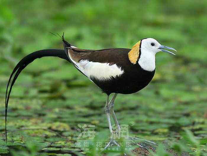 世界著名鸟类——水鸟