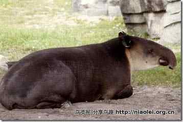 美洲动物 美洲动物