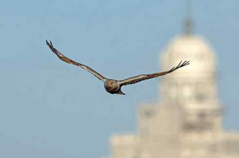 遨游天空 毛脚狂奔放飞翔
