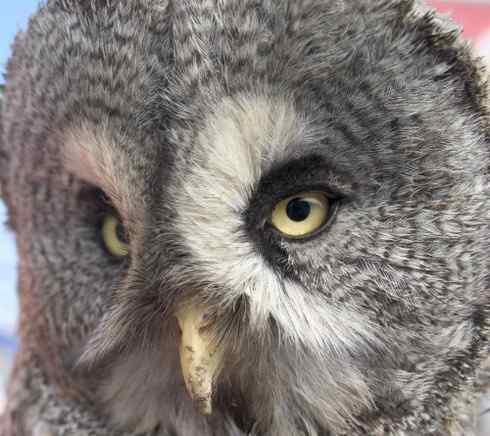 [组图]被老鼠毒死的乌林鸮