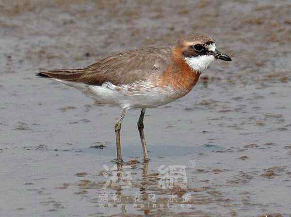 世界著名鸟类——水鸟