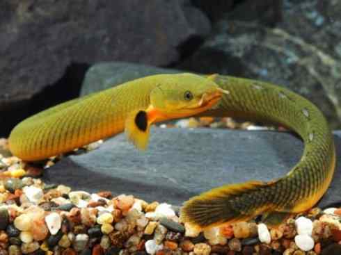 鱼类活化石:多鳍鱼 鱼类活化石:多鳍鱼