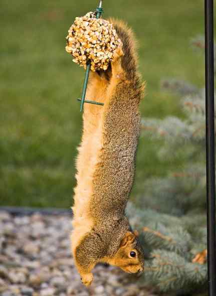 可爱松鼠 喂鸟器上偷吃坚果