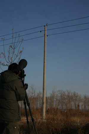 大庆猛鸮的生物链