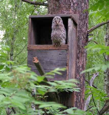 长尾林鸮 Ural Owl