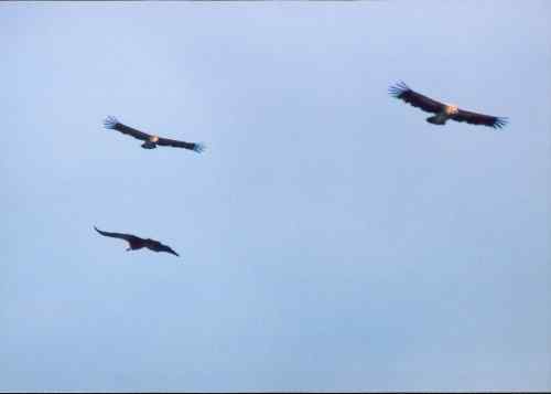 雪山拜会白马鸡