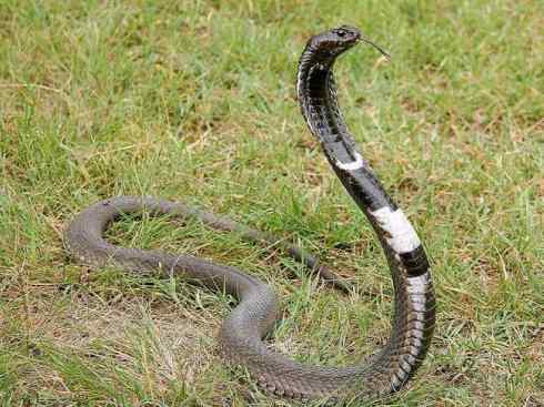 龙:传说的兽原型探秘(眼睛蛇类) 龙:传说的兽原型探秘(眼睛蛇类)