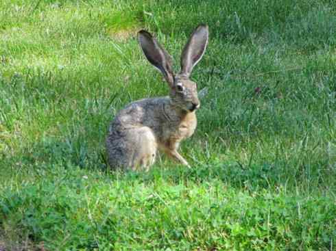 动物世界：山寨还是原创之十