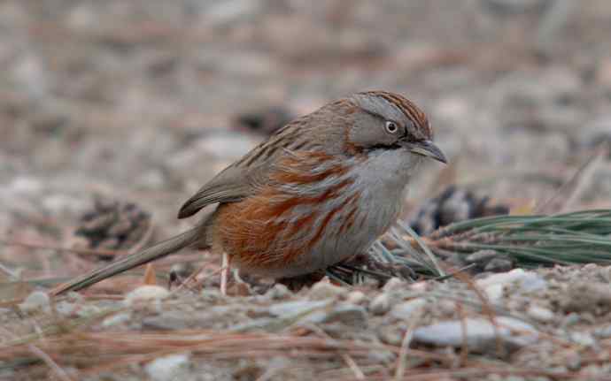 北京植物园赏鸟（八），山鹛（组图）