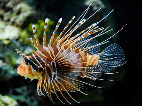 鱼类活化石：匙吻鲟科