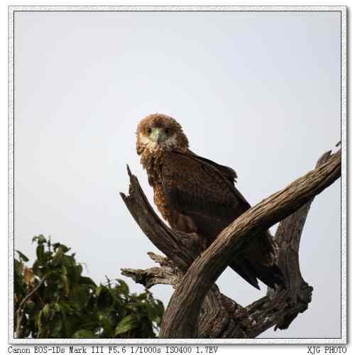 吃蛇的猛禽蛇雕——短尾雕 吃蛇的猛禽蛇雕——短尾雕