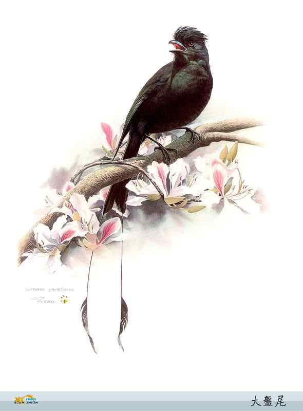鸟类绘画