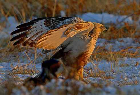 黄昏中的毛脚狂