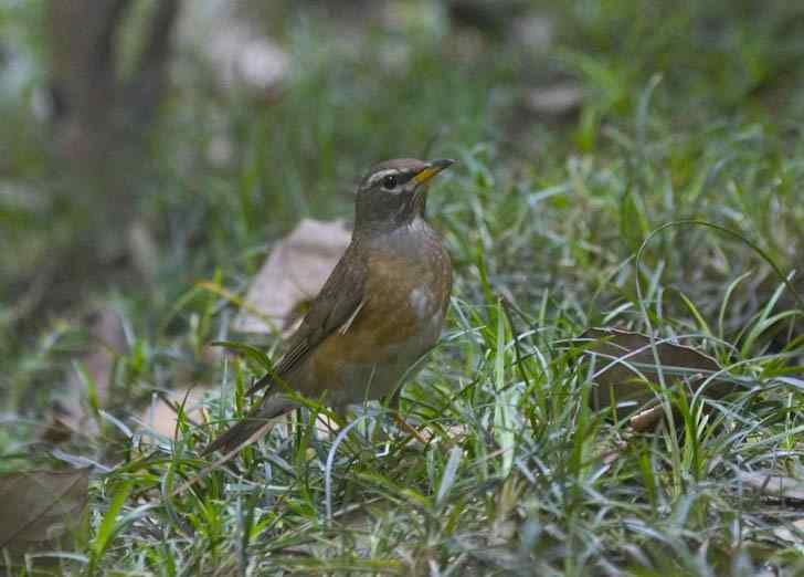 文殊院的白眉鸫
