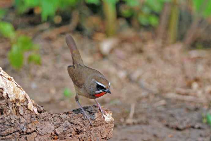 雄性红喉歌鸲（6）