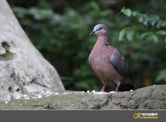 近期记录的杂鸟几片【实拍】