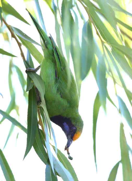 不知细叶谁来扮 wbr金额叶鹎似柳条
