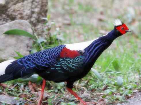 凤凰：传说中的鸟原型探秘（鹇）