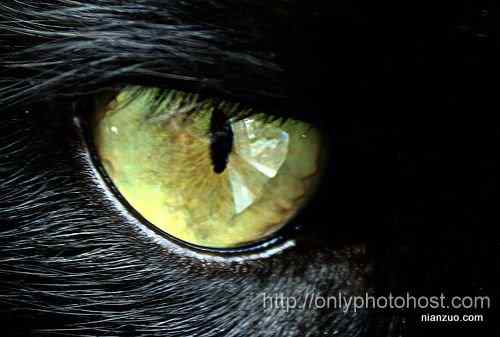 [组图]欣赏动物的眼睛
