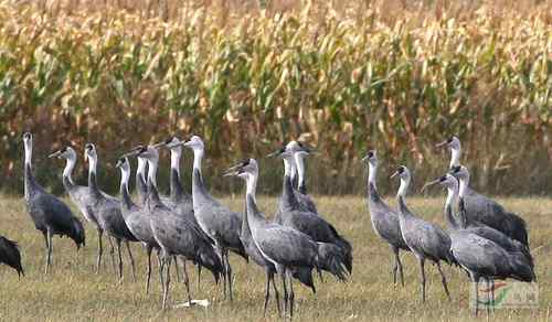 人鸟争食：白头鹤跟农民打游击战，凿食玉米