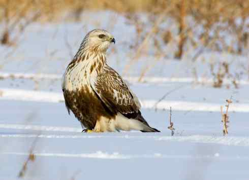 猛鸮与毛脚鵟比邻而居