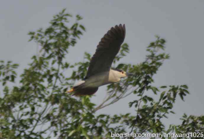 夜鹭（大丽抓拍）