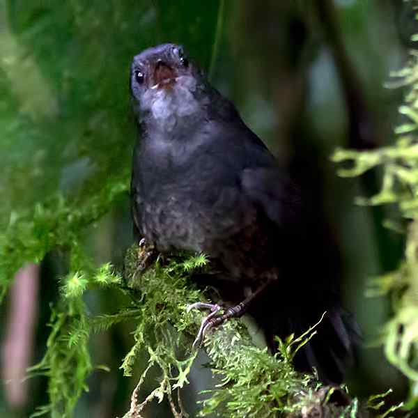 纳里尼奥窜鸟 Nariño Tapaculo