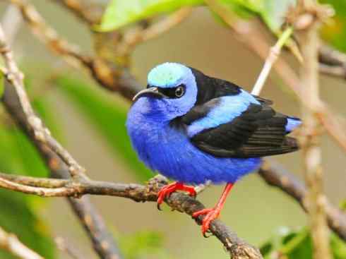 极品红色鸟类：红衣主教鸟