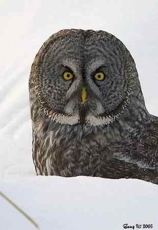 猫头鹰乌林鸮的”雷达系统”