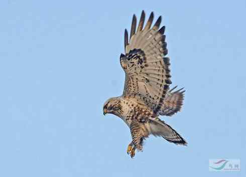 鵟的百变羽色——深灰型