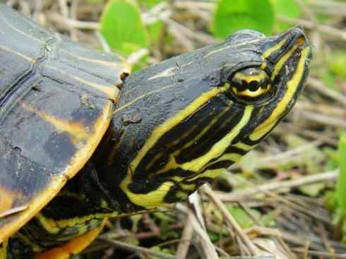 玄武：传说的兽原型探秘（水龟）