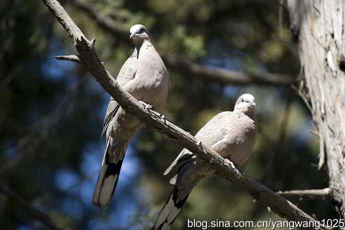 自然和谐的日坛公园（珠颈斑鸠）