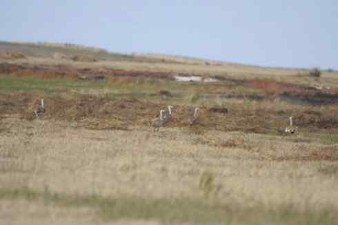 林甸的大鸨(图3张)