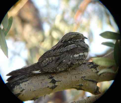 夜鹰和油鸱 Oilbird