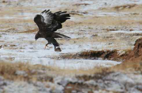 鸟中豪豹大鵟 鸟中豪豹大鵟