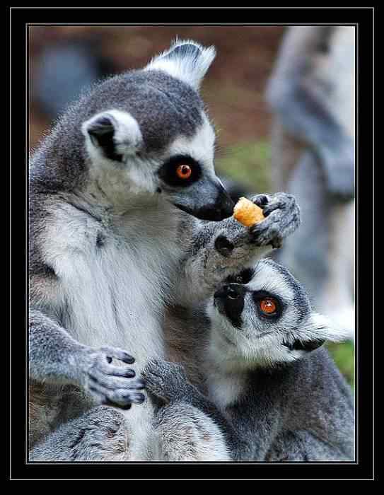 动物世界图片(上)