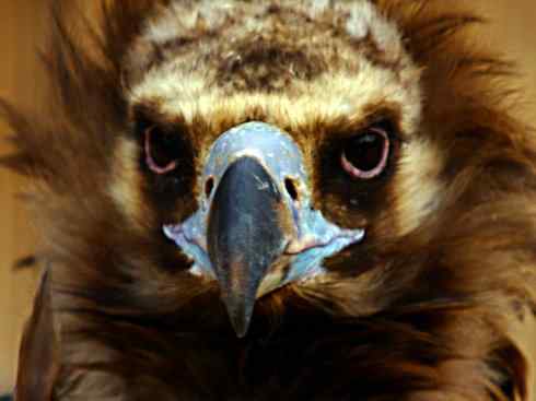 鸟类之最:大秃鹫