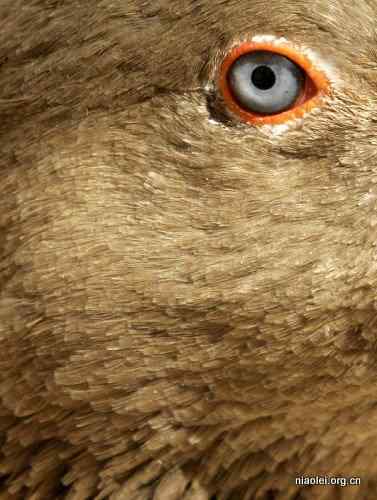 鸟儿的眼神