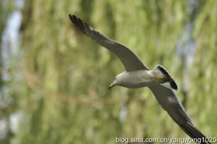 北京动物园的鸟类——海鸥（抓拍）