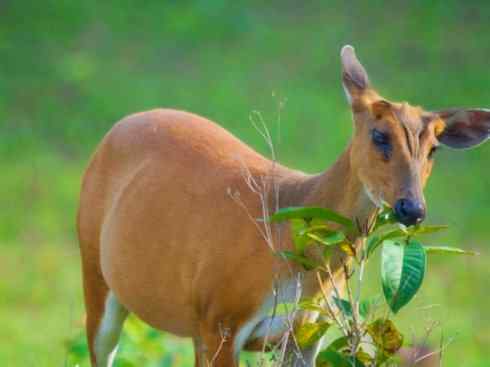 麒麟：传说的兽原型探秘（麂）