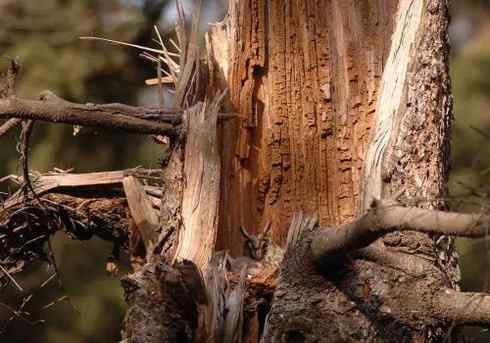 长耳鸮组图欣赏