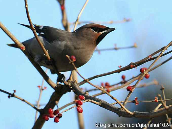 太平鸟.得来全不费功夫(植物园)